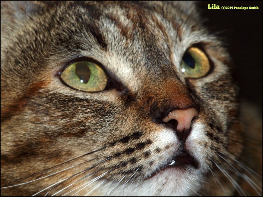 Lila cat closeup face